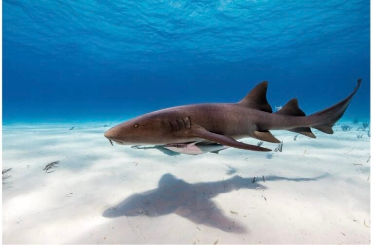 Nurse Sharks: An In-Depth Look at a Remarkable Species